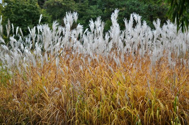 Die Zweifarbigkeit sieht einfach klasse aus. | Foto: Daniela Somers