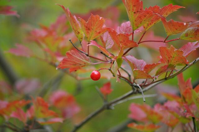 Herbst | Foto: Daniela Somers