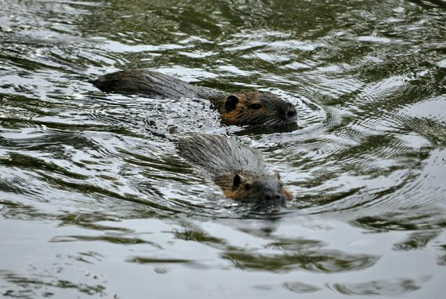 Ein kurzes Treffen und jeder schwimmt wieder seines Weges | Foto: Daniela Somers