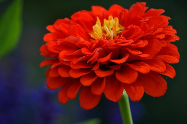 eine Schönheit | Foto: Daniela Somers