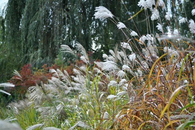 Herbstfarben | Foto: Daniela Somers