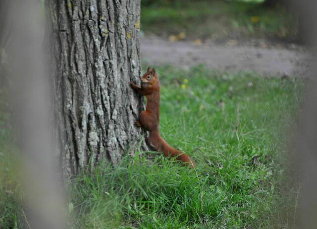 Ich haut lieber ab. Bevor du mir zu nahe kommst | Foto: Daniela Somers