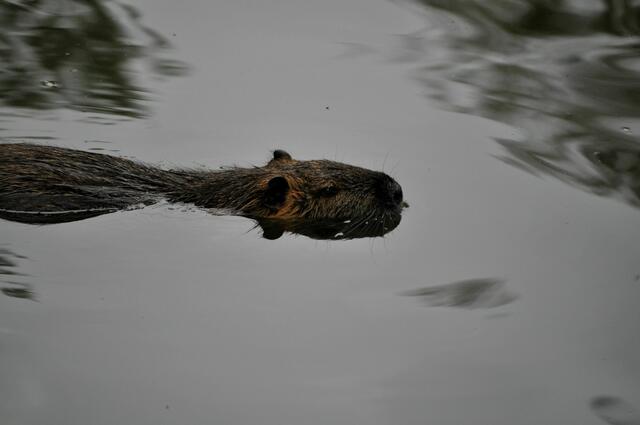 Erwachsenes Nutria. | Foto: Daniela Somers