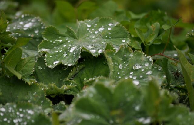 Frauenmantel ist einfach schön wenn das Wasser auf den Blättern steht. | Foto: Daniela Somers