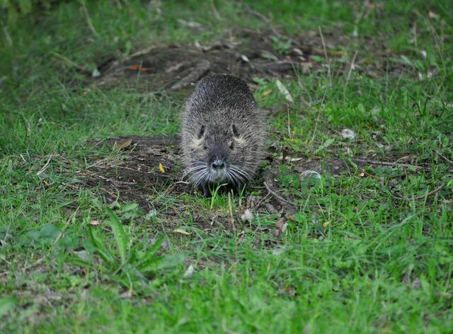 Junges Nutria | Foto: Daniela Somers