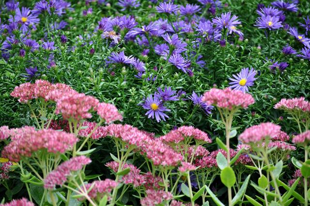 Gute Kombi. Astern und Fetthenne | Foto: Daniela Somers