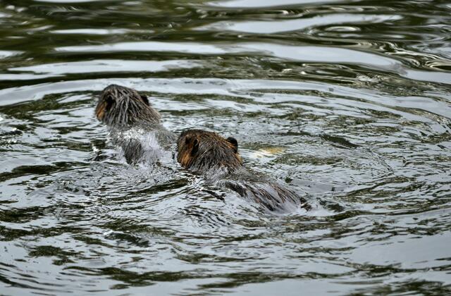 Und Tschüß | Foto: Daniela Somers