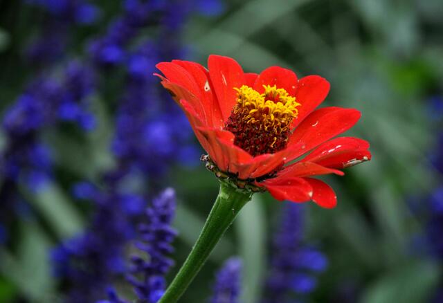 Zinnie | Foto: Daniela Somers