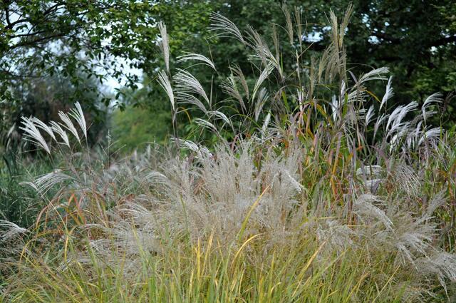 Filigran und einfach schön | Foto: Daniela Somers