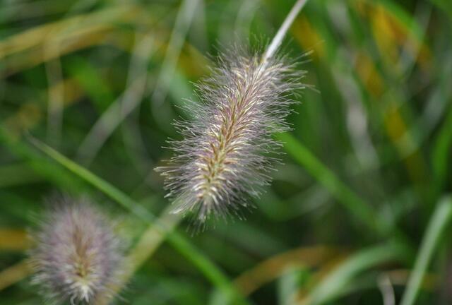 Zarte Schönheit | Foto: Daniela Somers