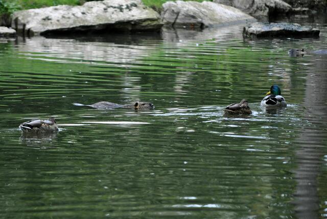 Enten und Nutrias tummeln sich zusammen im See | Foto: Daniela Somers