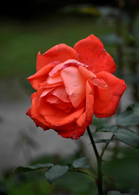 Die Rosen blühen zum Teil noch wunderschön | Foto: Daniela Somers