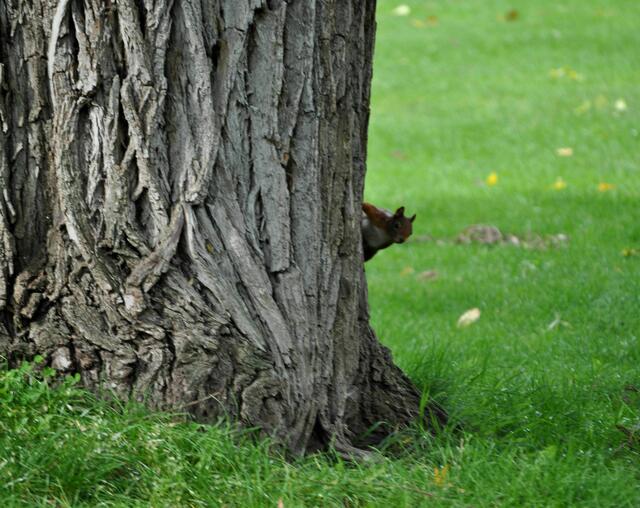 Guggug | Foto: Daniela Somers