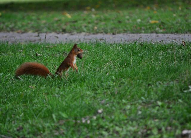 Schnell die Nuss verstecken. | Foto: Daniela Somers