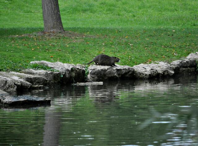 Erwachsenes Nutria | Foto: Daniela Somers