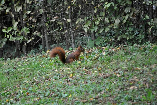 Beschäftigt mit Sammeln | Foto: Daniela Somers