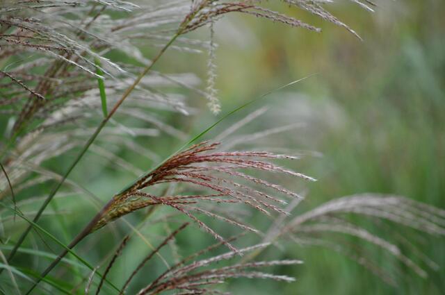 Filigrane Schönheit | Foto: Daniela Somers