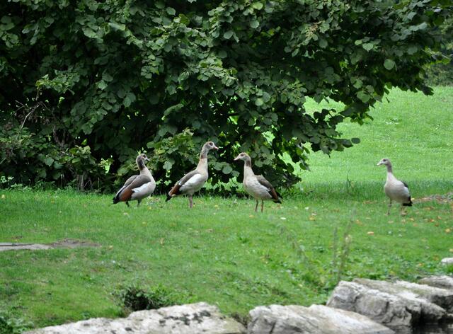 Nilgänse | Foto: Daniela Somers