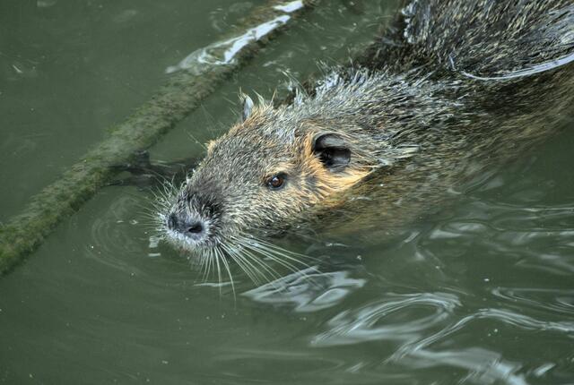 Fotografiert von oben auf der Brücke | Foto: Daniela Somers