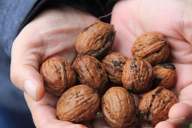 kleine Ausbeute von den vielen Walnussbäumen auf dem Weg👍