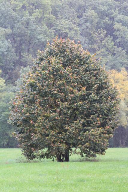 toller Baum