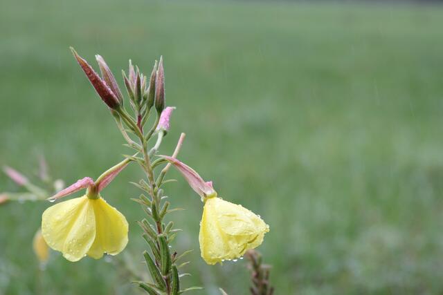 Unscheinbares am Wegesrand