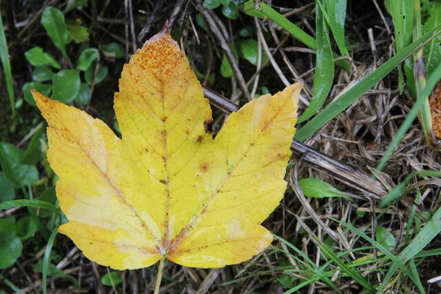 der Herbst ist da. Herrlich😍