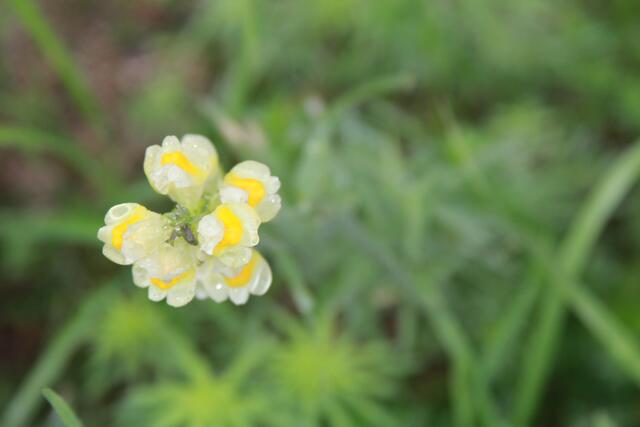 Unscheinbares am Wegesrand
