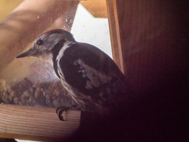 kleiner Buntspecht (bei Dämmerung und durchs Fenster)