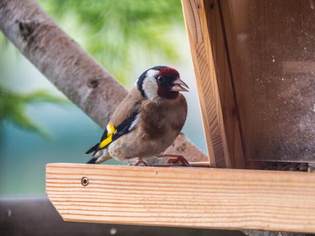 Distelfink (durchs Fenster)