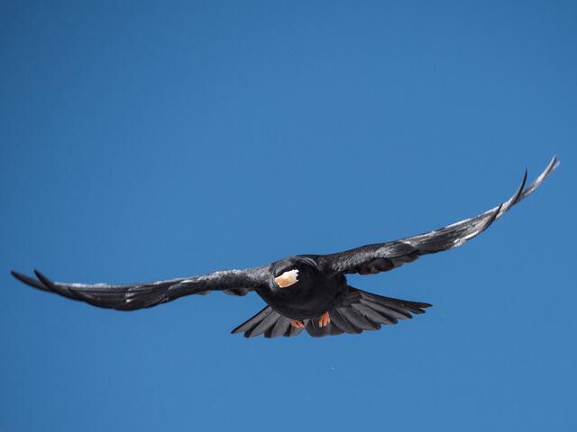 Dohle hat Stückle Brot geklaut