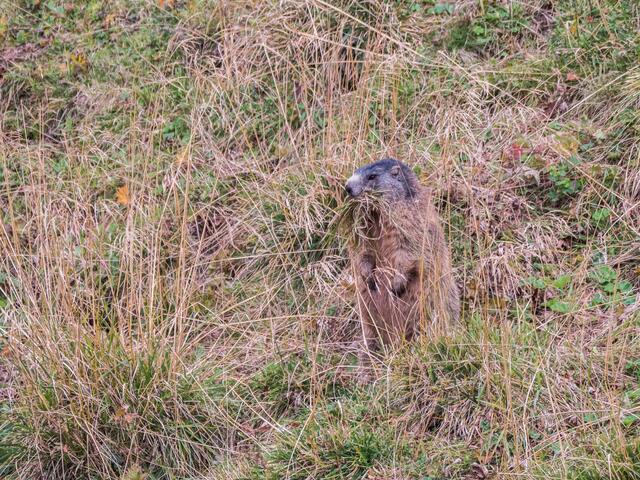 Murmeltier bei der Heuernte