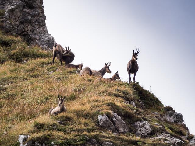 Siesta bei den Gemsen
