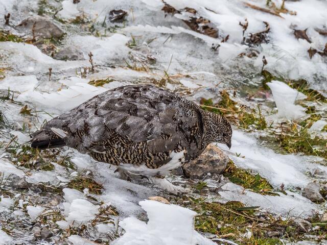 Schneehuhn im ersten Schnee