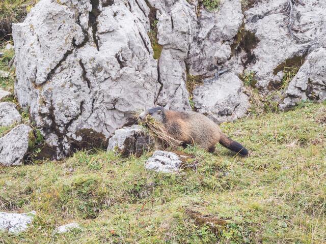 schnell noch alles auspolstern bevor der Winter kommt