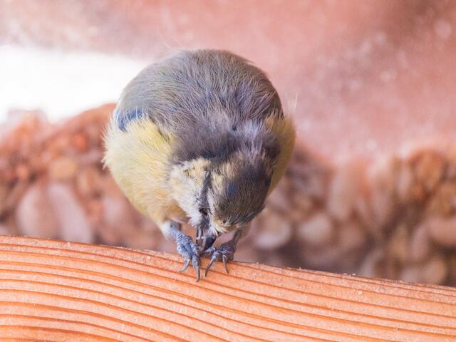 Blaumeise am Futter hacken