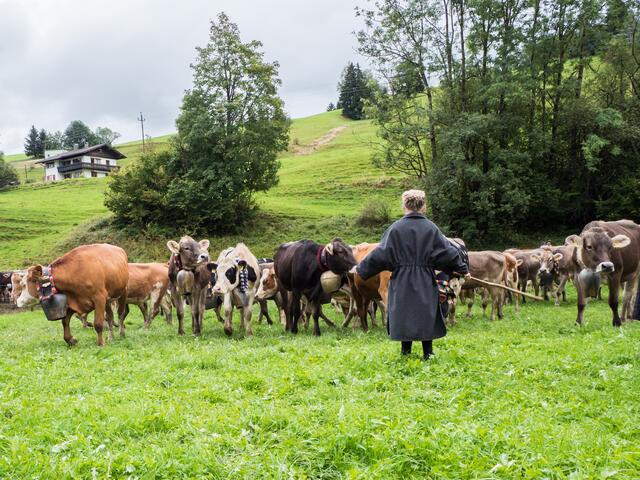 Kleines Mädel hat die Kühe voll im Griff