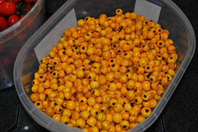 gelbe Vogelbeeren. Die gibts auch in dunklem Orange. | Foto: Daniela Somers