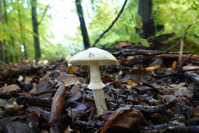 . . . und so sieht dann der giftige weiße Knollenblätterpilz aus, wenn er seinen Schirm aufgespannt hat. Hier verbirgt sich seine Knolle im Laubuntergrund.