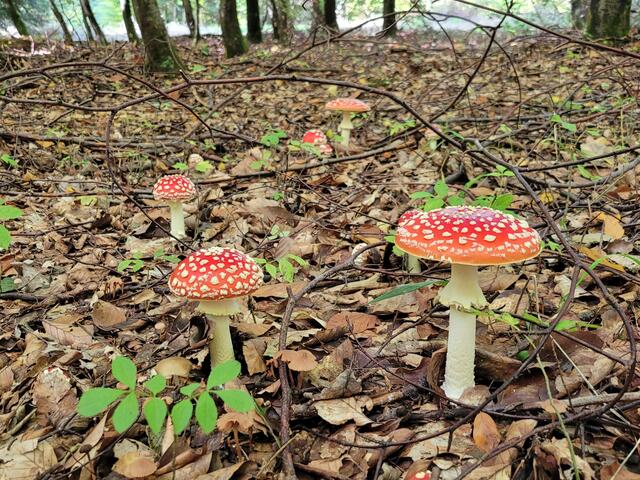 . . . und so sehen sie dann aus, wenn die Steinpilze ihre Schirme aufgespannt haben. Ein Bild, das das Auge erfreuen kann. Aber sie sind halt giftig!