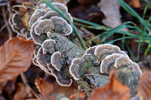 Das ist kein Speisepilz, aber hübsch anzusehen.