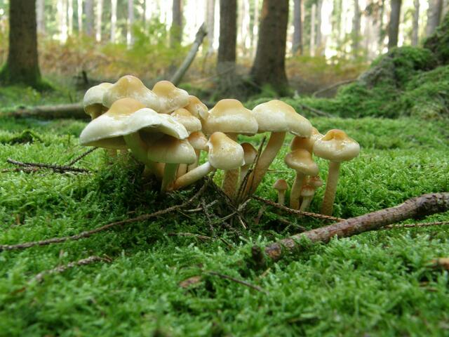 Hübsch anzusehen, aber mir nicht bekannt.