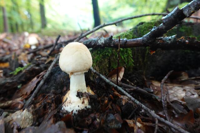Lebensgefährlich giftig ist der weiße Knollenblätterpilz. hier gut zu erkennen an der weißen Knolle an seiner Basis.