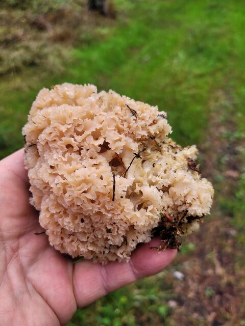 Auch sehr gut schmeckt der Pilz mit dem Namen "Krause Glucke". Er ist in Kiefernwäldern zu finden.