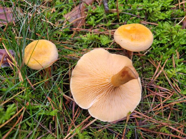 Ein Speisepilz? Ich kenne ihn nicht.