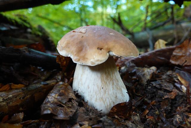Steinpilze sind eigentlich kaum zu verwechseln - wenn man sie kennt.