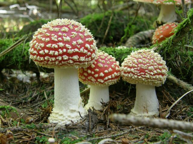 "Ein Männlein steht im Walde . . ." Ja, das sind sie, die Fliegenpilze. Wunderhübsch anzusehen aber halt giftig. Finger weg davon.