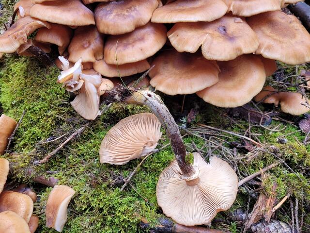 Auch hier bin ich mir nicht sicher, ob dies Stockschwämmchen sind. Ich lasse deshalb besser die Finger davon weg.