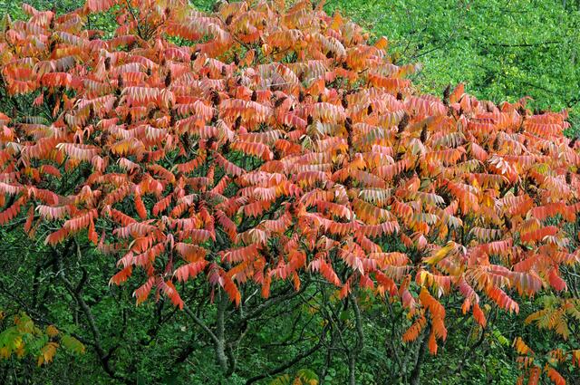 Herbstfärbung Essigbaum | Foto: Daniela Somers