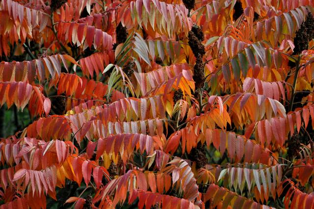 Herbstfärbung Essigbaum | Foto: Daniela Somers